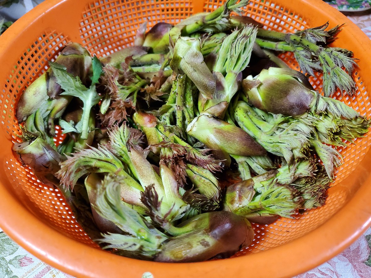 うちの山で採れたやつ、これはなんでしょう
(今年は僕が収穫しようと思ったら親戚に先を越されて普通にショック)