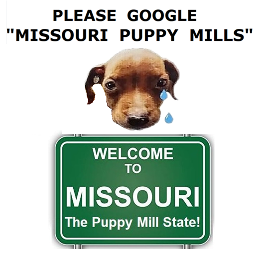 prettyinc's tweet photo. Its not their oppositn 2 mor animal protectn, its that they never enforcd the few protectns they hav, resultg in the suffering &amp; death of countless dogs. 
Bad Stewardship in the MO legislature by socalled  Christians #WWJD #MAGA #MOLEG #MOSEN #MISSOURI #MissouriGOP #MOAGRICULTURE https://t.co/G9ntfIIR1j