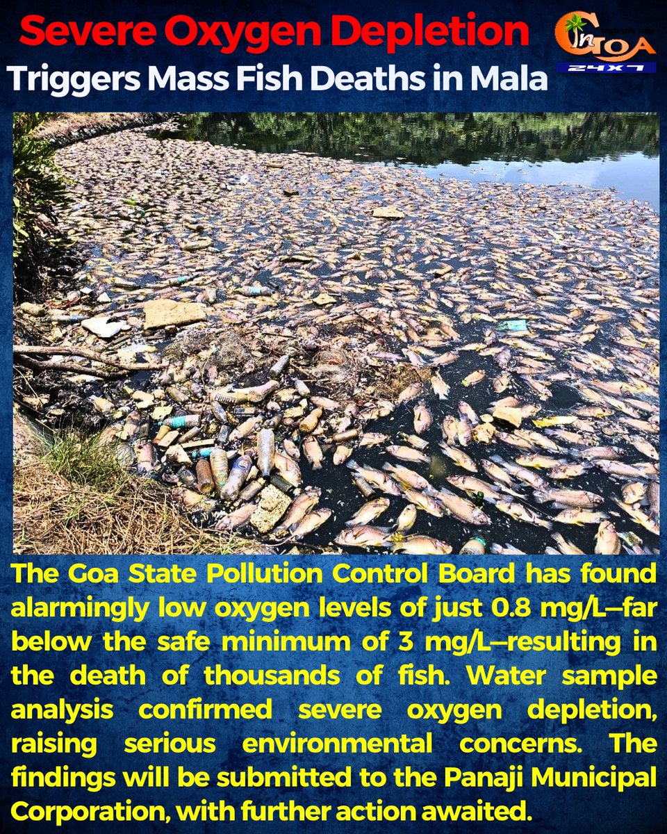 InGoa24x7's tweet image. Severe Oxygen Depletion Triggers Mass Fish Deaths in Mala

#Goa #GoaNews #FishDeath #OxygenDepletion