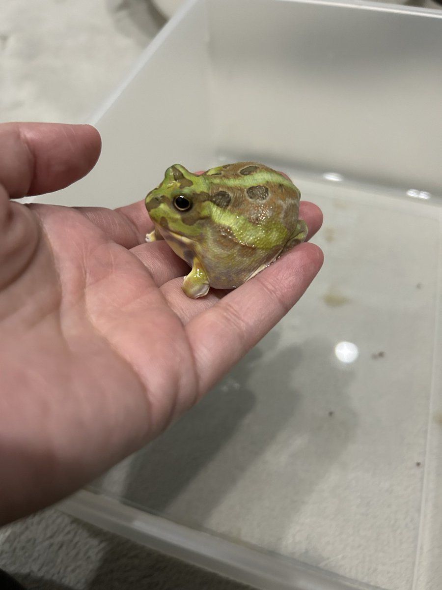 うみ@クレスとカエルとフトアゴ tweet media