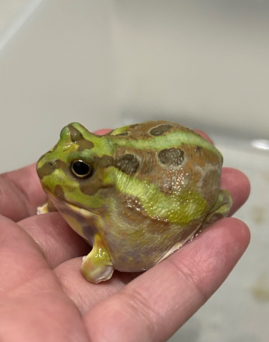 うみ@クレスとカエルとフトアゴ tweet media