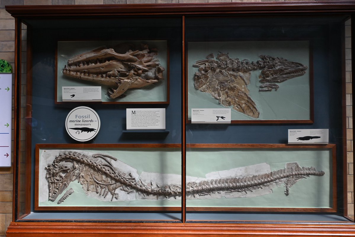 TOKYOMODELING@次回はWF2026s tweet media