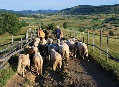 Paragraf tweet media