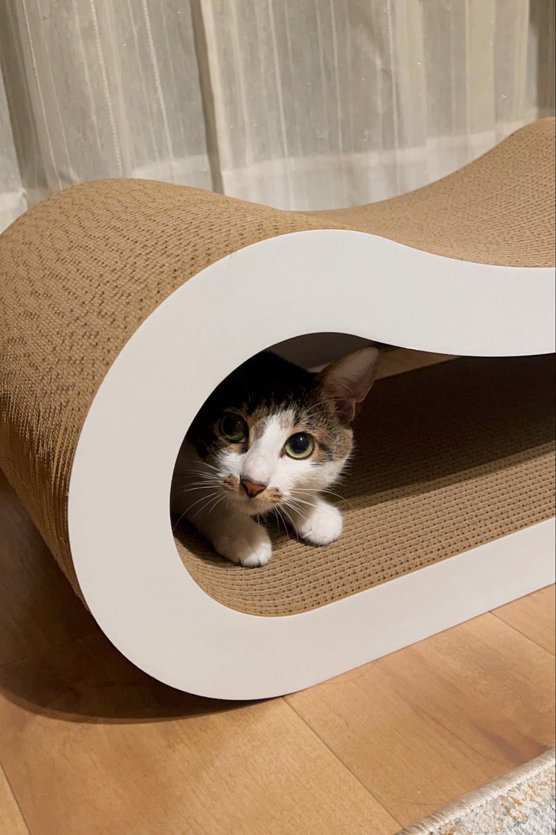 ドーナツてるの tweet media