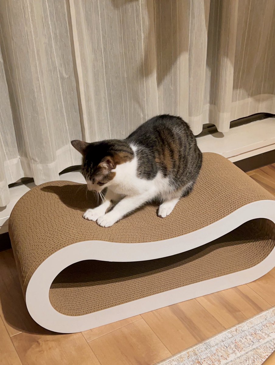 ドーナツてるの tweet media