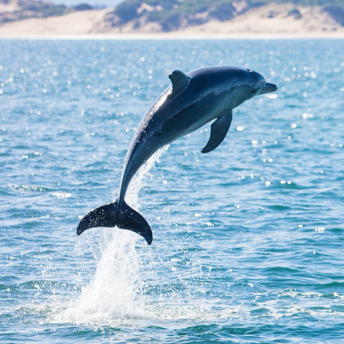 AnimalPlanet's tweet image. Happy #NationalDolphinDay! Drop a 🐬 if these ocean acrobats make you smile!

📸: Sean Scott

#dolphin #ocean #sealife