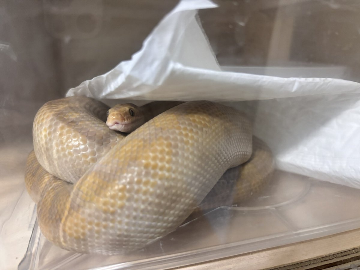 ポコモ🐍 tweet media