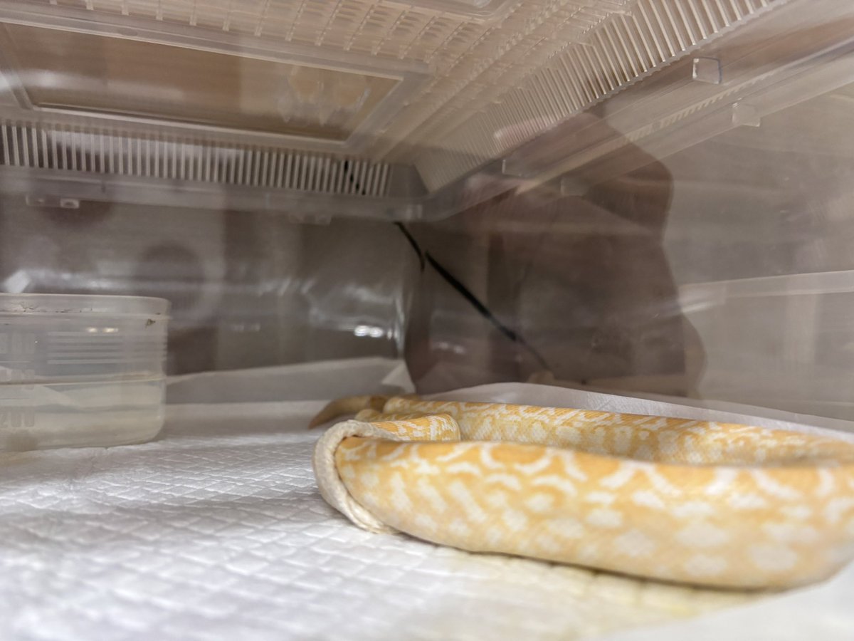 ポコモ🐍 tweet media