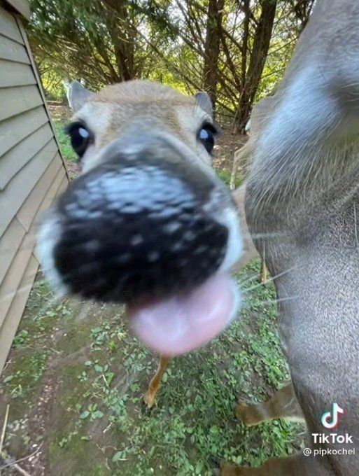 Deer in Places they Shouldn't Be tweet media