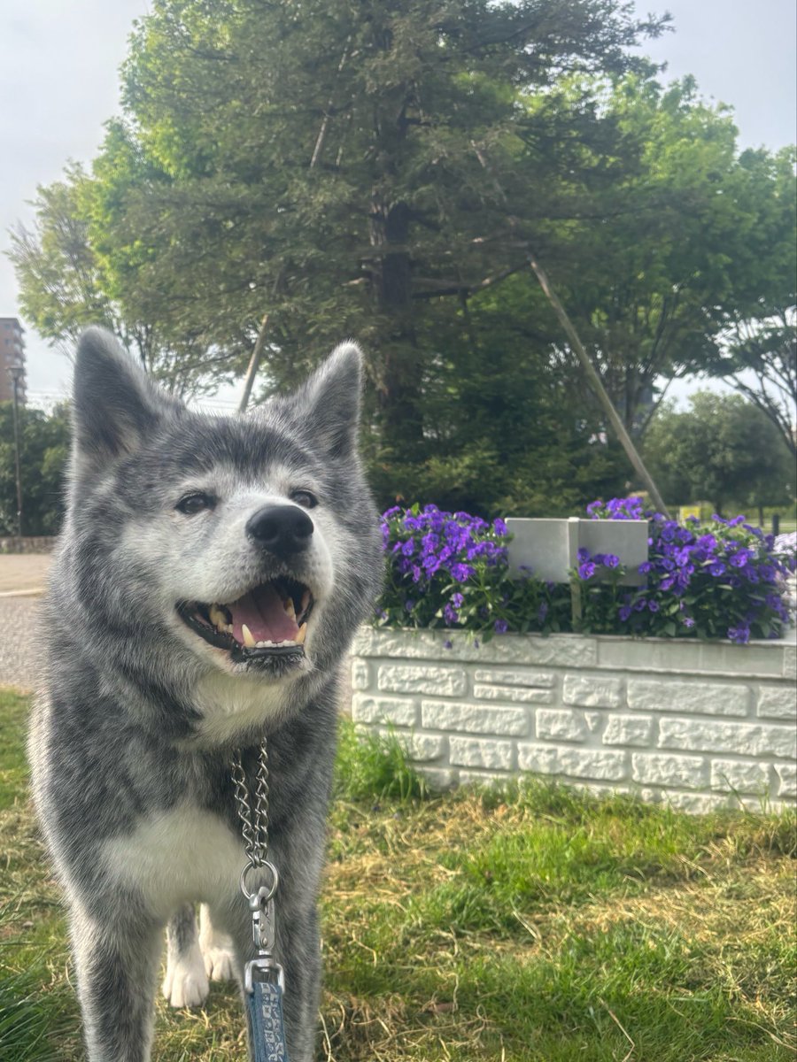 茜☆丸 tweet media