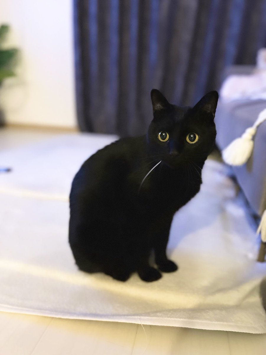 黒猫のこねろく (@nkknrk) / Posts / X