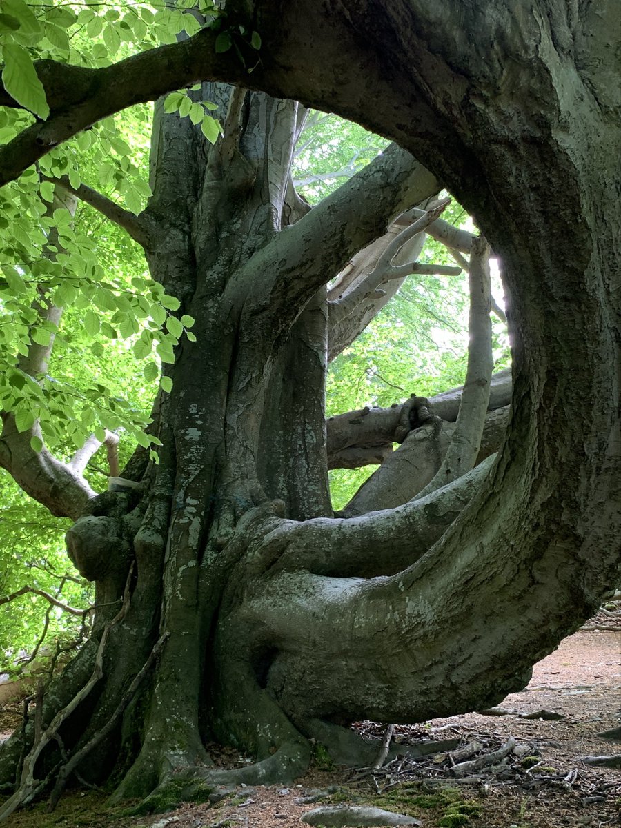 PortmannCarrick's tweet image. D for dream
#peace #thicktrunktuesday