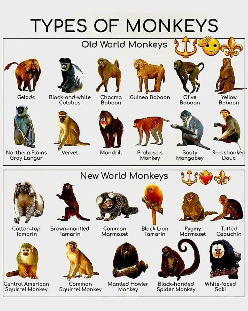 France animaux (@france_animaux) on Twitter photo 