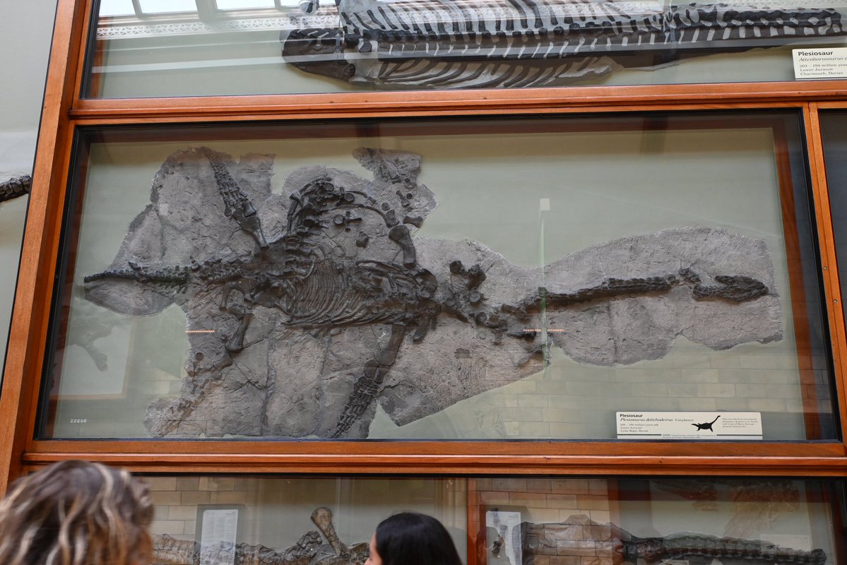 TOKYOMODELING@次回はWF2026s tweet media