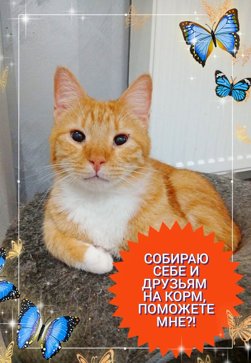 Elena Mikhailova tweet media