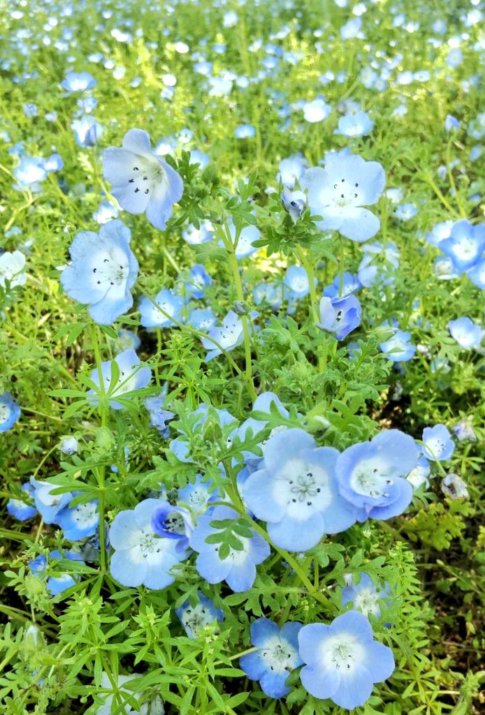 ちはな🔔🌹 tweet media