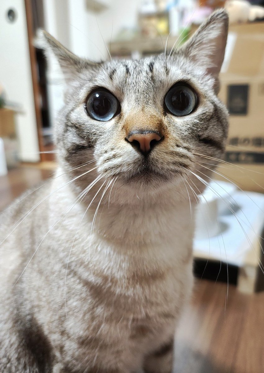 SAGARA@『城東鯨飲馬食団』『ねこのあきち』 tweet media