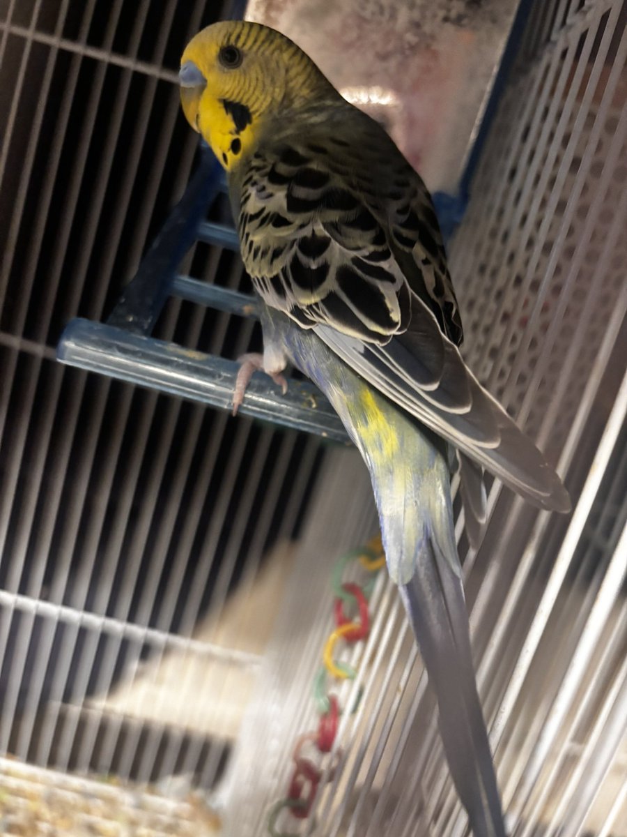kekako_games's tweet photo. 【拡散希望】
実家のインコが脱走しました。
保護・目撃情報があれば連絡願います。

【特徴】
生後1年2ヶ月のセキセイインコ。頭は黄色体から尻尾にかけて緑〜青。羽は黒い模様。クチバシは黄色、鼻は青色。
八王子市東浅川町 狭間駅 ~ たいらや周辺。
#迷い鳥 
#インコ脱走
#拡散希望 https://t.co/ZbHrBQ8fKZ