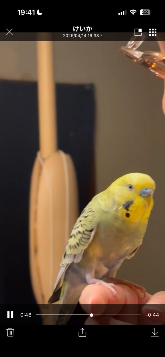 kekako_games's tweet photo. 【拡散希望】
実家のインコが脱走しました。
保護・目撃情報があれば連絡願います。

【特徴】
生後1年2ヶ月のセキセイインコ。頭は黄色体から尻尾にかけて緑〜青。羽は黒い模様。クチバシは黄色、鼻は青色。
八王子市東浅川町 狭間駅 ~ たいらや周辺。
#迷い鳥 
#インコ脱走
#拡散希望 https://t.co/ZbHrBQ8fKZ