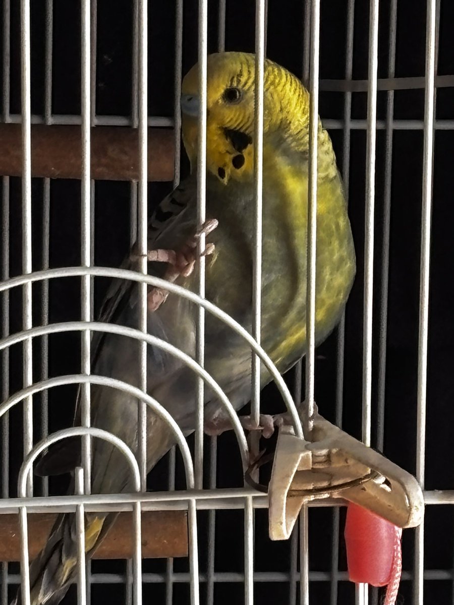 kekako_games's tweet photo. 【拡散希望】
実家のインコが脱走しました。
保護・目撃情報があれば連絡願います。

【特徴】
生後1年2ヶ月のセキセイインコ。頭は黄色体から尻尾にかけて緑〜青。羽は黒い模様。クチバシは黄色、鼻は青色。
八王子市東浅川町 狭間駅 ~ たいらや周辺。
#迷い鳥 
#インコ脱走
#拡散希望 https://t.co/ZbHrBQ8fKZ