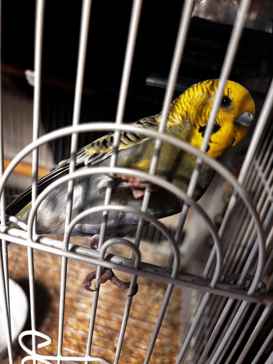 kekako_games's tweet photo. 【拡散希望】
実家のインコが脱走しました。
保護・目撃情報があれば連絡願います。

【特徴】
生後1年2ヶ月のセキセイインコ。頭は黄色体から尻尾にかけて緑〜青。羽は黒い模様。クチバシは黄色、鼻は青色。
八王子市東浅川町 狭間駅 ~ たいらや周辺。
#迷い鳥 
#インコ脱走
#拡散希望 https://t.co/ZbHrBQ8fKZ