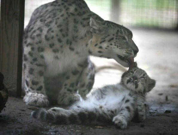 Ajax ⚣ tweet media