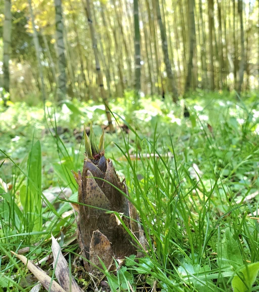 相槌神社スタッフ tweet media