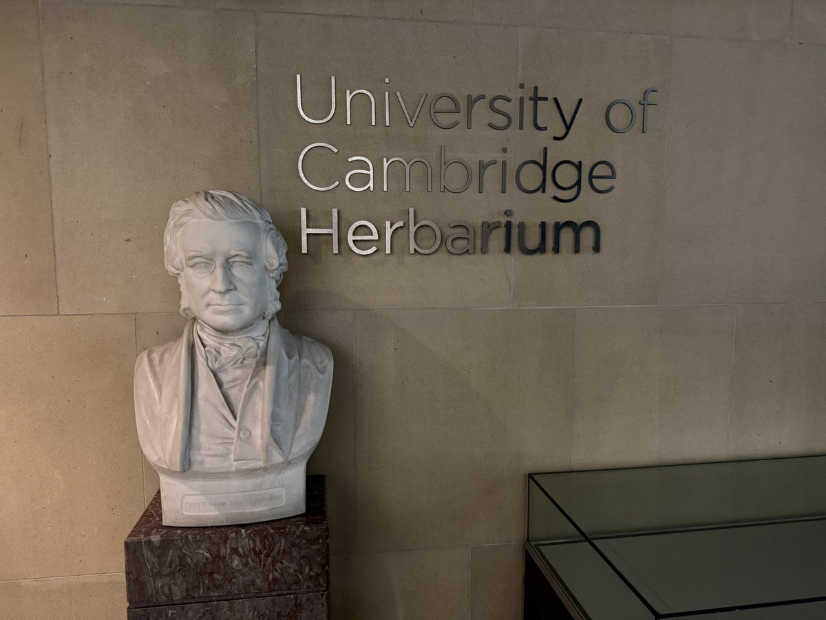 Jungle, Ke Liang tweet media