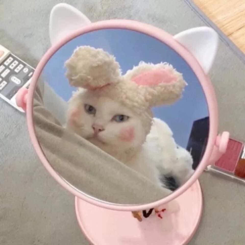 もふもふ天国🙀🐶🎊 tweet media