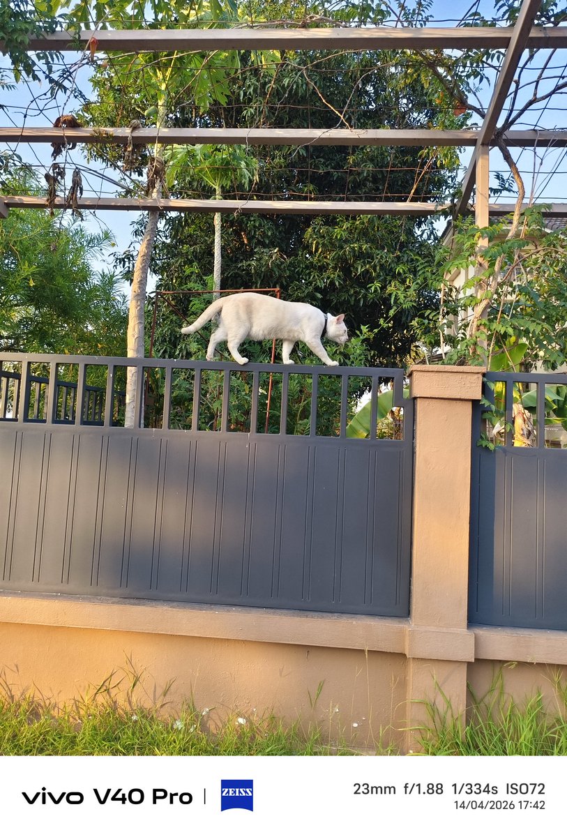 ภูชิสส์-Heart--Pearl----- tweet media