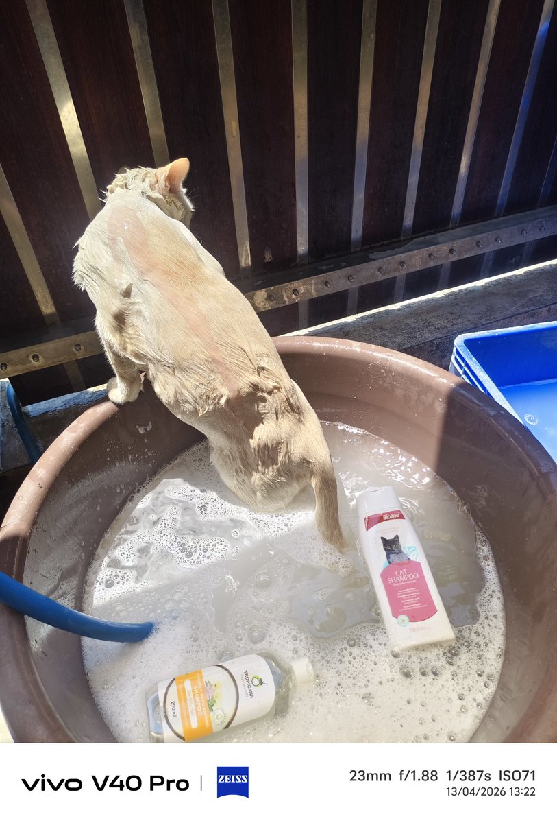 ภูชิสส์-Heart--Pearl----- tweet media