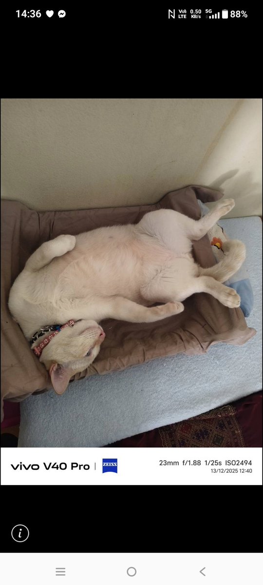 ภูชิสส์-Heart--Pearl----- tweet media