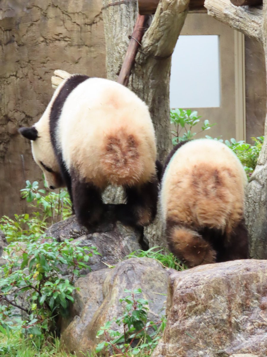 ちーじー🐼🌼 tweet media