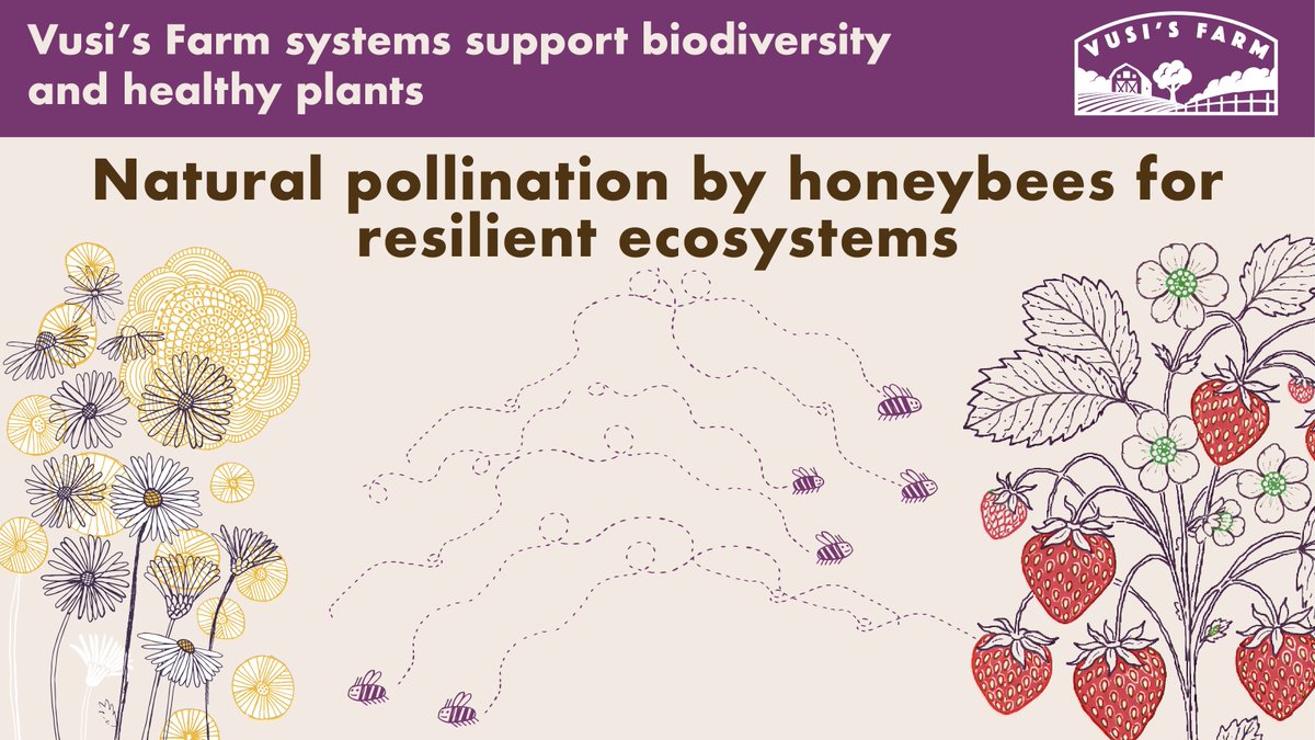 Vusi's Farm tweet media