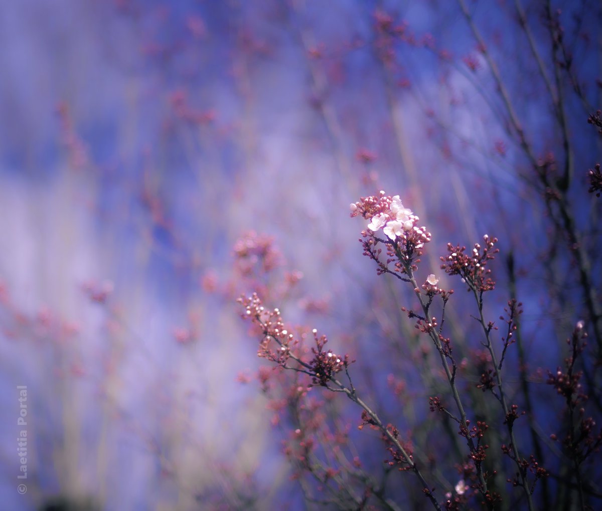 Laetitia Portal tweet media