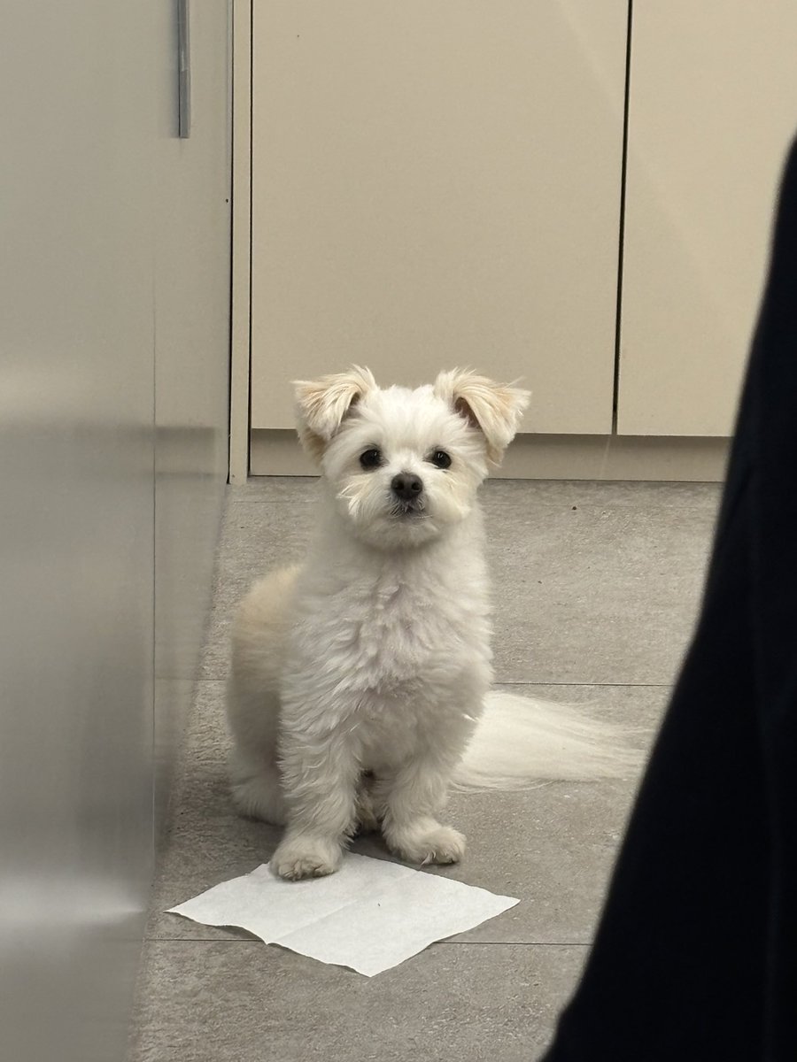 강아지 tweet media