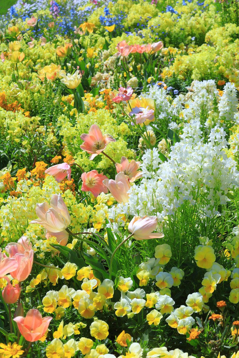 アサカ tweet media