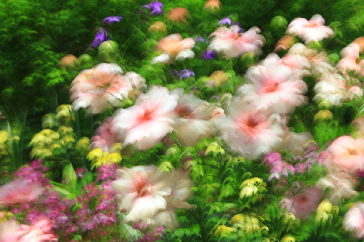 アサカ tweet media