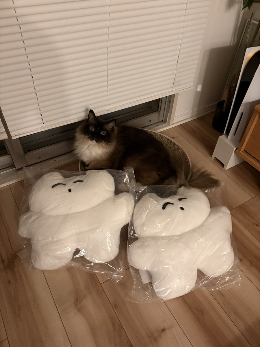 Saigo__O's tweet photo. 等身大カネコねこ3匹 https://t.co/6Y4zcnKHhS