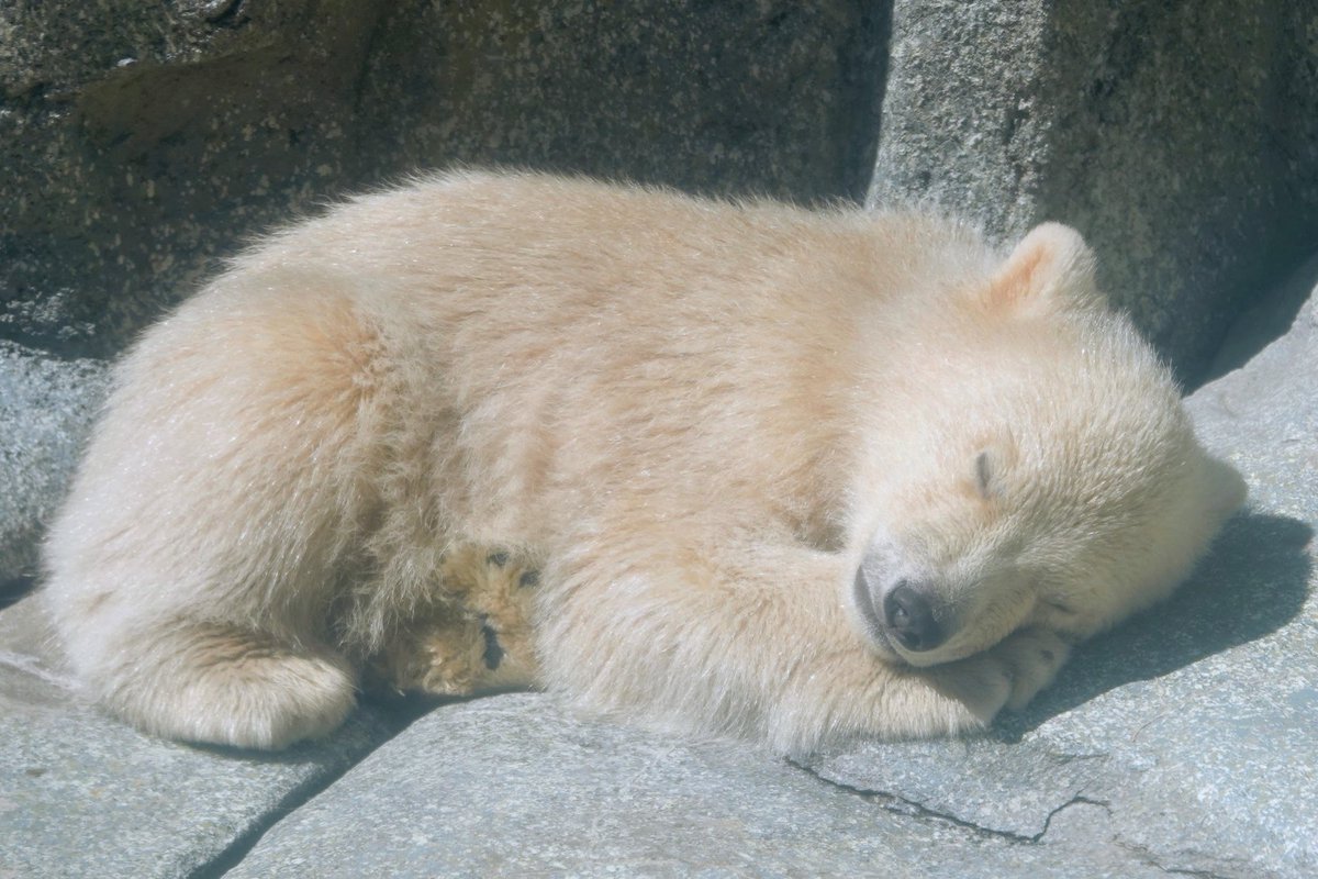 ねこさん.. tweet media