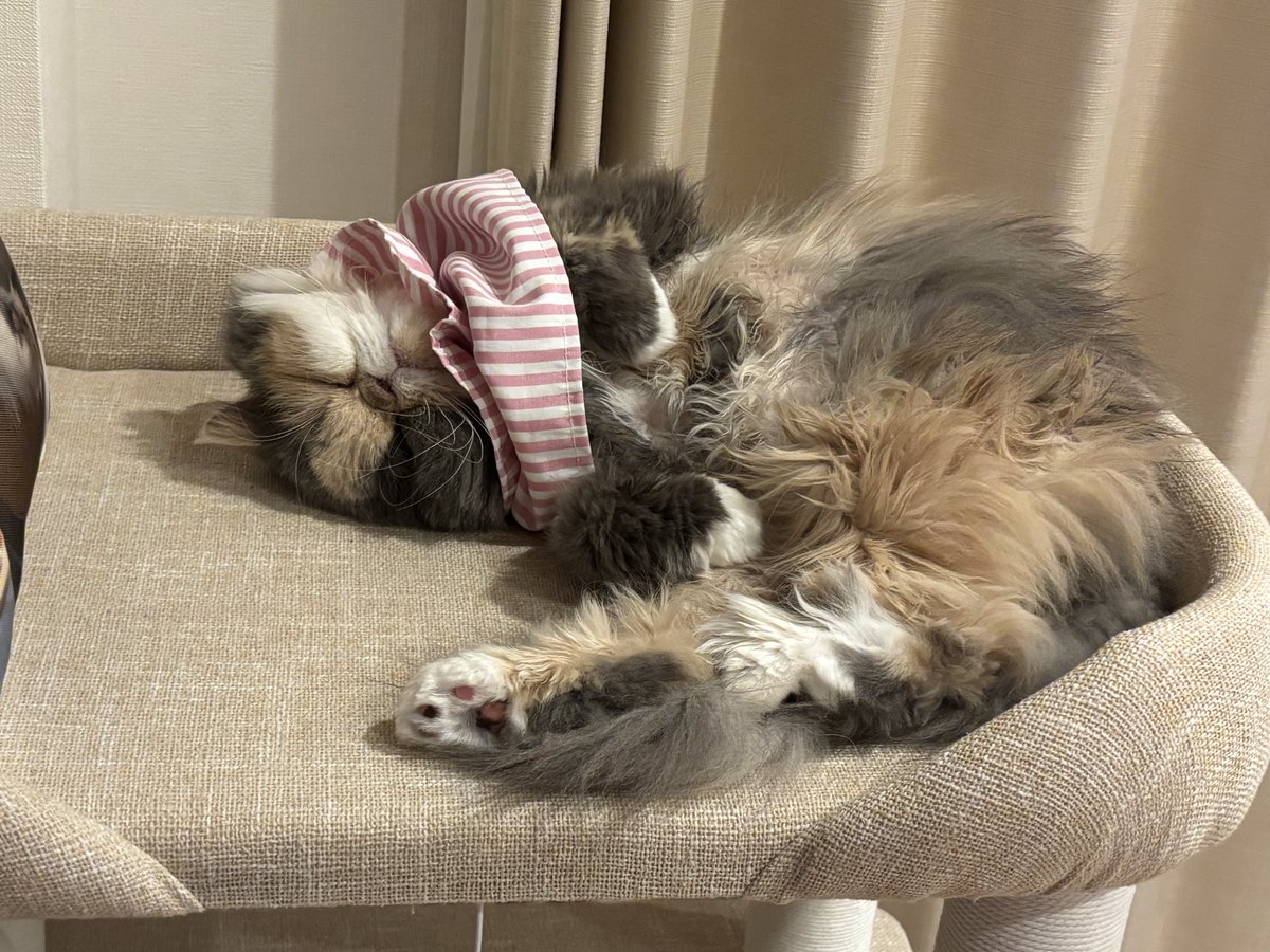 ちゃん子 tweet media