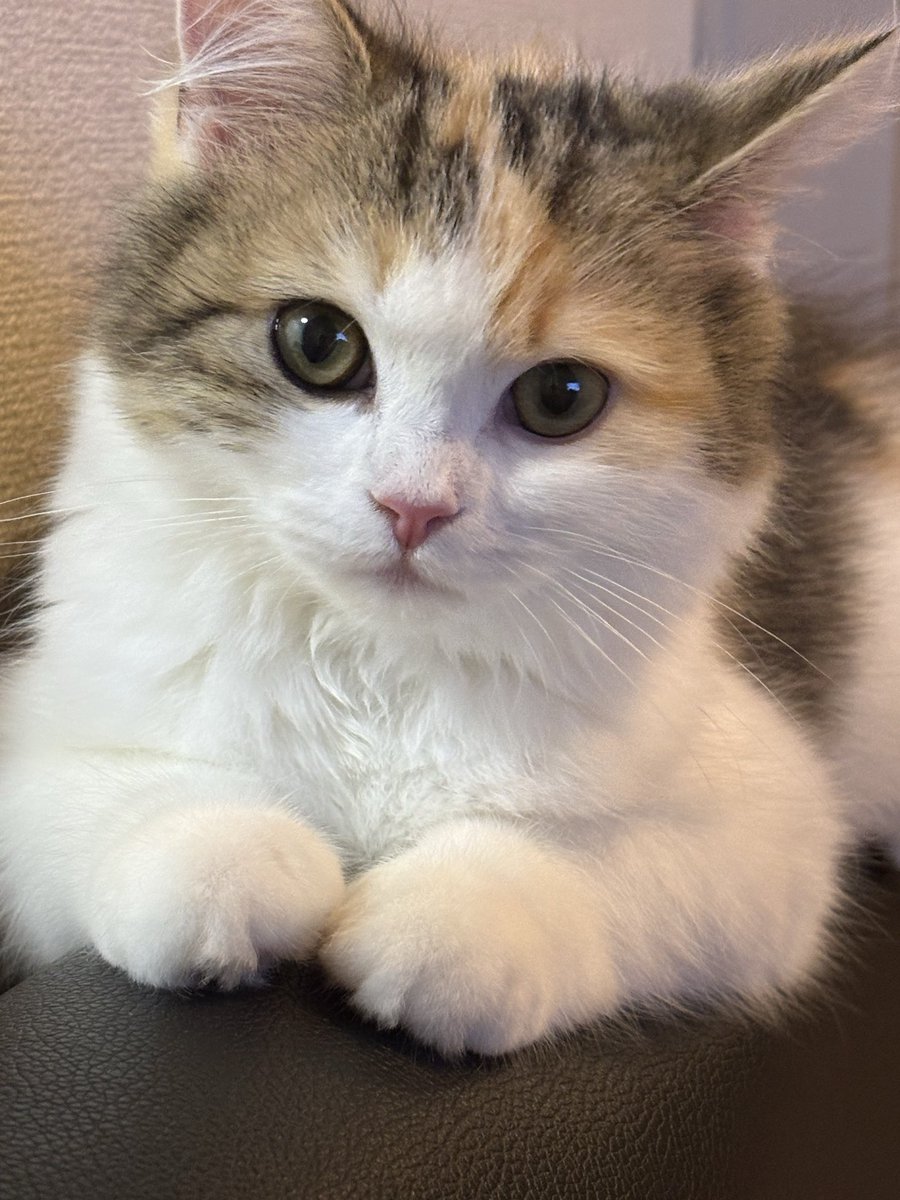 ゆきき tweet media