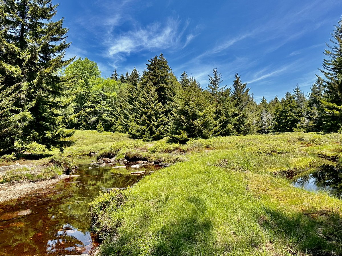 HikingLawyer's tweet image. Today is April 14…which means tomorrow, the gates to FR75 open and backpacking season in Dolly Sods is officially ON!!!  

Summer in the Sods is pure 🔥 

#backpacking #dollysods #wilderness #outdoors