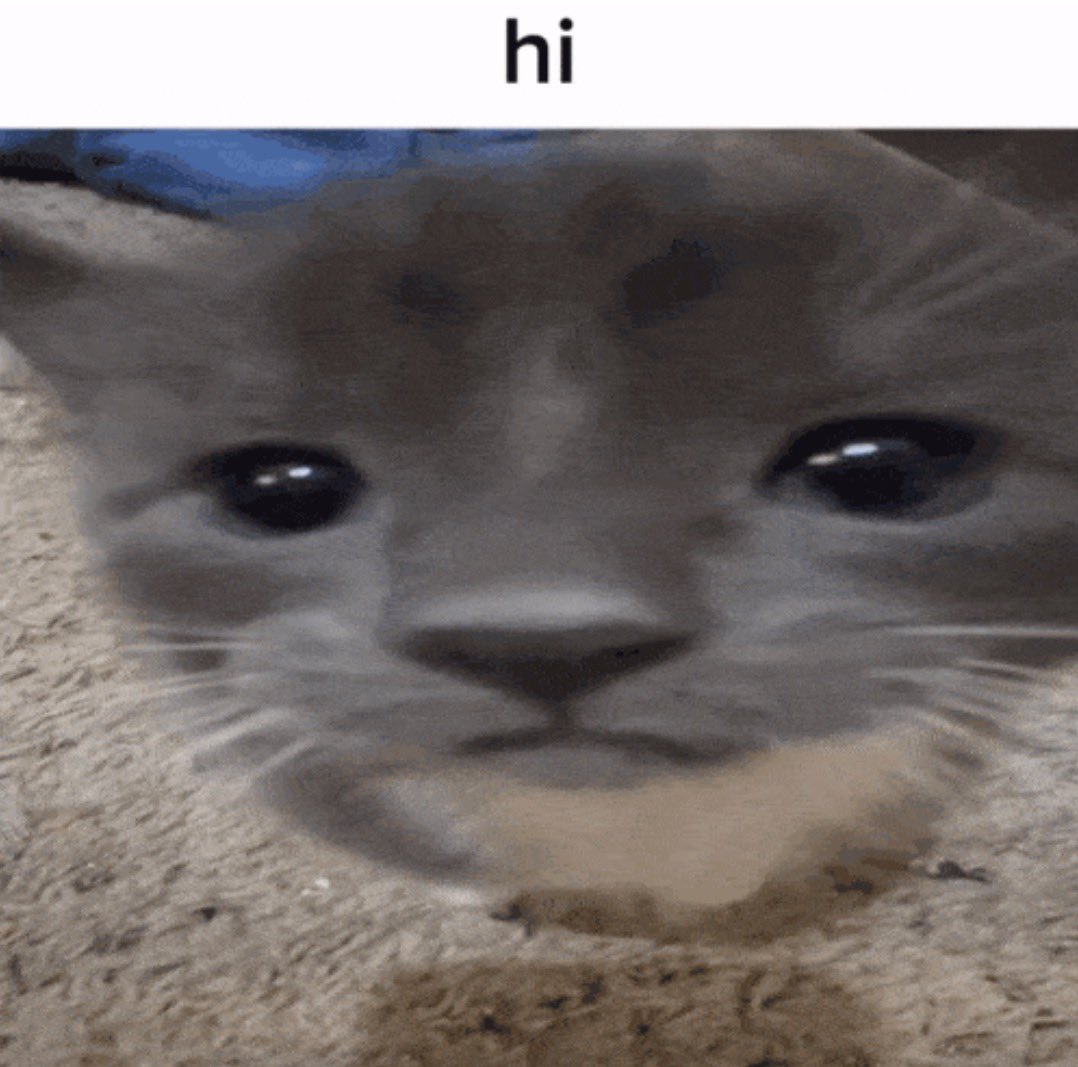 Hex🏳️‍🌈🐾 tweet media