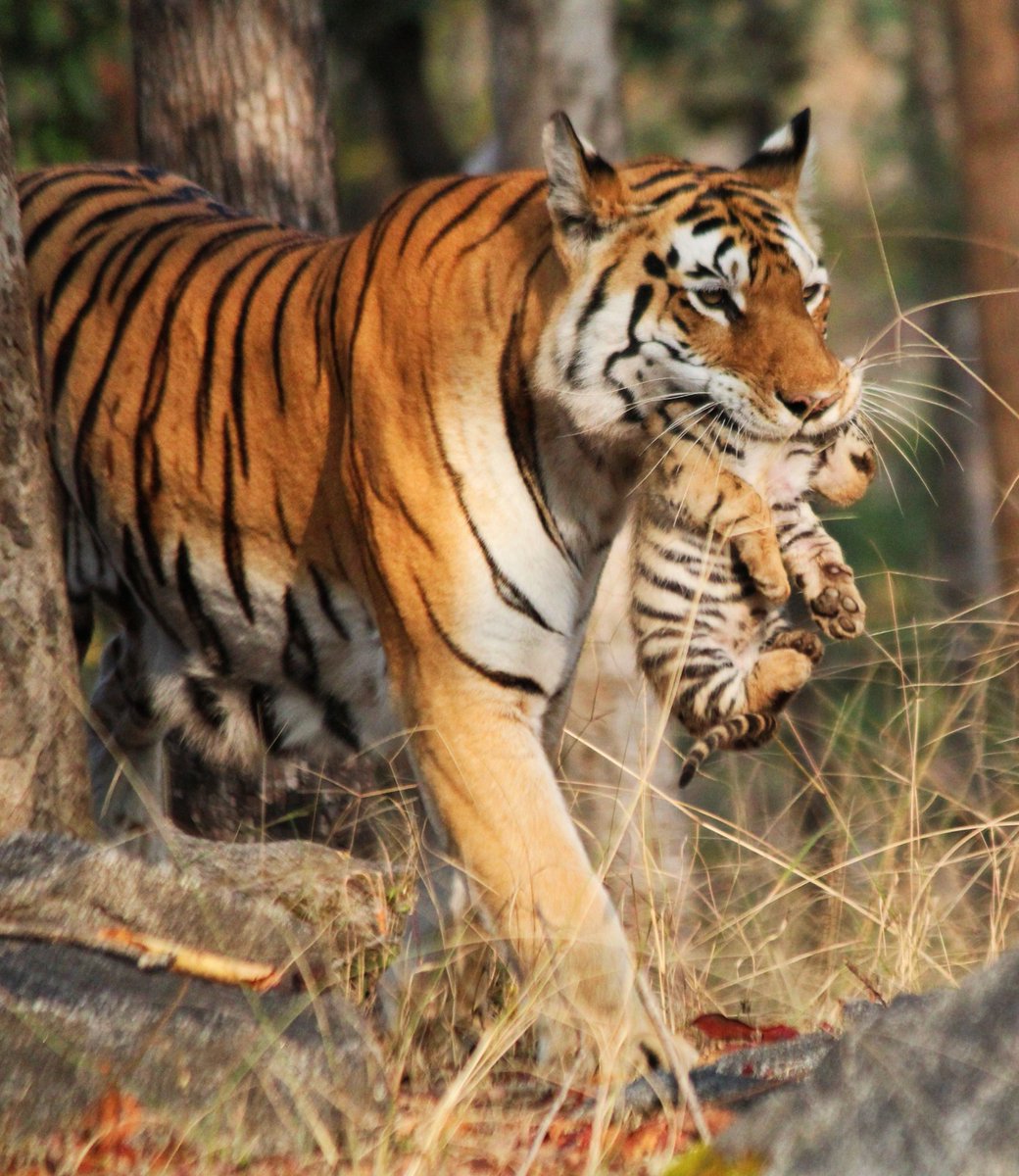 PenchMP's tweet image. Every forest has its own character, shaped by its wildlife. The tiger adds to this identity, representing strength and ecological balance. #Tiger
 PC: Soniya Agashe