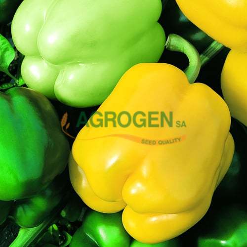 AgrogenSA's tweet photo. Σπόροι Πιπεριάς από την Agrogen - https://t.co/vWDYOgZB4B https://t.co/zj19IsfvQf
