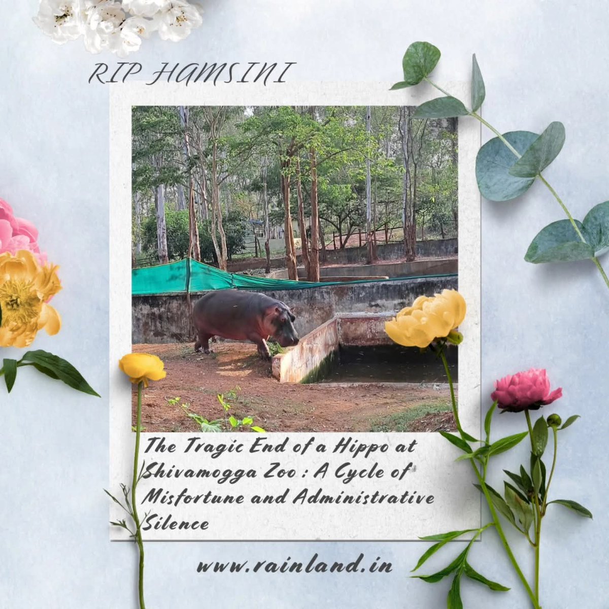 ಶಿವಮೊಗ್ಗ ಮೃಗಾಲಯದ ಹಿಪ್ಪೋ ಇನ್ನಿಲ್ಲ: ಸರಣಿ ದುರಂತಗಳ ಅಂತ್ಯ. ಸಮೀಕ್ಷಾ ರೆಡ್ಡಿ ಸಾವಿನ ನಂತರ ರಾಜ್ಯಾದ್ಯಂತ ಸುದ್ದಿಯಾಗಿತ್ತು. ಗರ್ಭಪಾತ ಹಾಗೂ ತೀವ್ರ ಸೋಂಕಿನಿಂದ ಬಳಲುತ್ತಿತ್ತು. 
Shivamogga Zoo Loses Its Hippo: An End to a String of Tragedies
Hamsini, the hippo from Shivamogga Zoo.