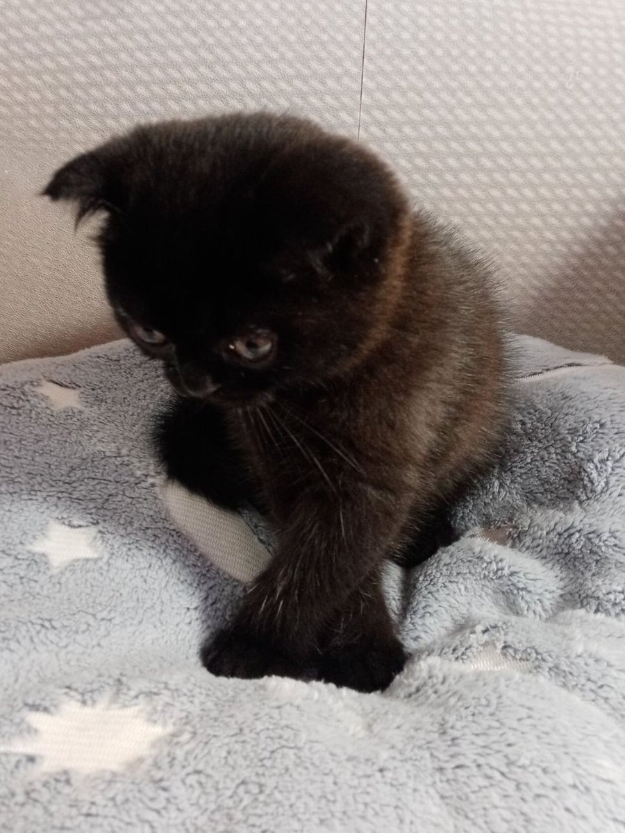 Кот Шурик из Беловежской пущи и его большая семья tweet media