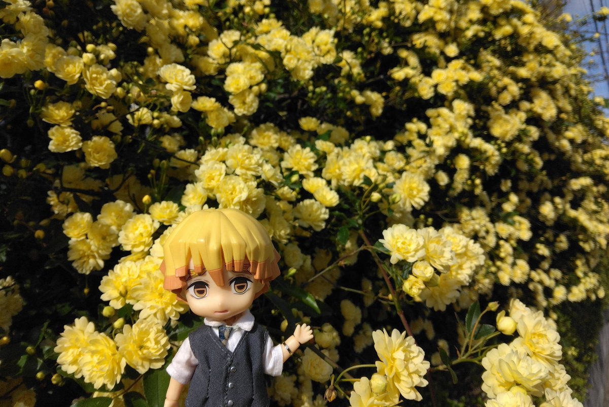 お庭のモッコウバラが満開になりました！
きれいだねぇ🌹

お花の妖精さん…とバラを背にする隊士…

#プニモフ
#ねんどろいどどーる