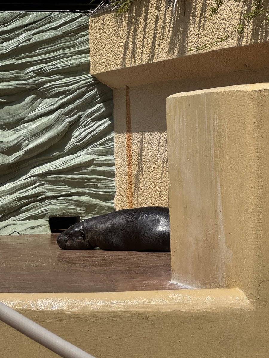 Miki Ave tweet media